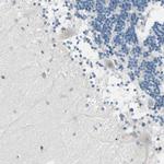 MANSC1 Antibody in Immunohistochemistry (Paraffin) (IHC (P))