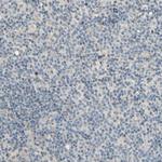 MANSC1 Antibody in Immunohistochemistry (Paraffin) (IHC (P))