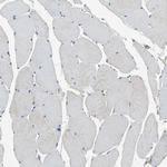 MANSC1 Antibody in Immunohistochemistry (Paraffin) (IHC (P))