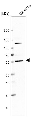 MANSC1 Antibody in Western Blot (WB)
