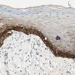 MANSC1 Antibody in Immunohistochemistry (IHC)