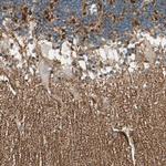 MANSC1 Antibody in Immunohistochemistry (IHC)