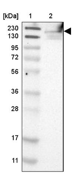 FKBP15 Antibody in Western Blot (WB)