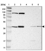 ALG5 Antibody in Western Blot (WB)