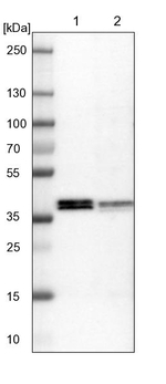 ALG5 Antibody in Western Blot (WB)