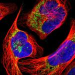 UQCRC2 Polyclonal Antibody