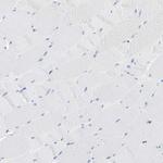 CEL Polyclonal Antibody