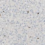 TRAF5 Antibody in Immunohistochemistry (IHC)