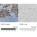 TRAF5 Antibody