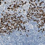 TRAF5 Antibody in Immunohistochemistry (IHC)