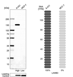 Laminin beta-3 Antibody in Western Blot (WB)