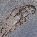 CALCRL Antibody in Immunohistochemistry (Paraffin) (IHC (P))