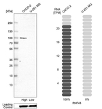 RNF43 Antibody in Western Blot (WB)