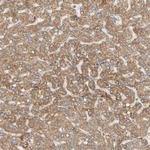 TBC1D10A Antibody in Immunohistochemistry (Paraffin) (IHC (P))