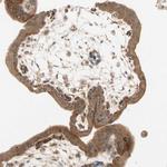 TBC1D10A Antibody in Immunohistochemistry (Paraffin) (IHC (P))
