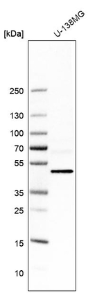 TBC1D10A Antibody in Western Blot (WB)