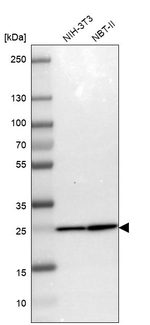 PSMA2 Antibody in Western Blot (WB)
