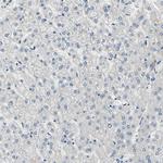 SELK Antibody in Immunohistochemistry (Paraffin) (IHC (P))
