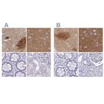 OMG Polyclonal Antibody