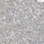 MCPH1 Antibody in Immunohistochemistry (Paraffin) (IHC (P))