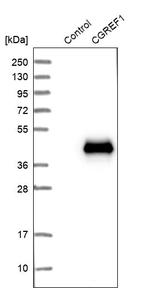 CGREF1 Antibody in Western Blot (WB)
