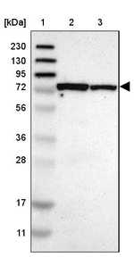 MCCC1 Antibody in Western Blot (WB)
