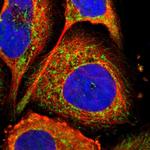 FAM110B Polyclonal Antibody