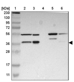 FAM110B Antibody in Western Blot (WB)