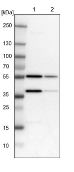 FAM110B Antibody in Western Blot (WB)