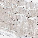 FAM98B Polyclonal Antibody