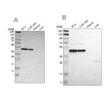 FAM98B Antibody in Western Blot (WB)