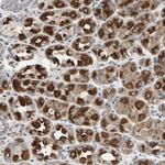DPY19L3 Antibody in Immunohistochemistry (Paraffin) (IHC (P))