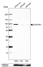 ALDH18A1 Antibody in Western Blot (WB)