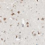 NUCB2 Antibody in Immunohistochemistry (Paraffin) (IHC (P))