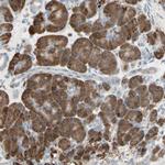 NUCB2 Antibody in Immunohistochemistry (Paraffin) (IHC (P))