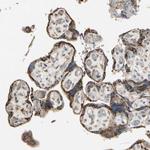 NUCB2 Antibody in Immunohistochemistry (Paraffin) (IHC (P))