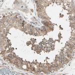 NUCB2 Antibody in Immunohistochemistry (Paraffin) (IHC (P))