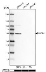 NUCB2 Antibody
