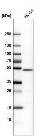 NUCB2 Antibody in Western Blot (WB)