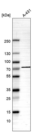 GPSM2 Antibody in Western Blot (WB)