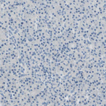 CKAP2 Antibody in Immunohistochemistry (Paraffin) (IHC (P))