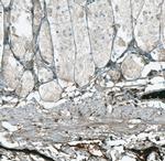 HJURP Antibody in Immunohistochemistry (IHC)