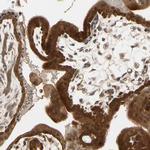 TDRP Antibody in Immunohistochemistry (Paraffin) (IHC (P))