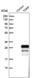 TDRP Antibody in Western Blot (WB)