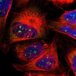 LRRC47 Polyclonal Antibody