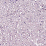 ZP4 Antibody in Immunohistochemistry (Paraffin) (IHC (P))