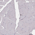 ZP4 Antibody in Immunohistochemistry (Paraffin) (IHC (P))