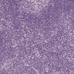 ZP4 Polyclonal Antibody