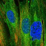 MRVI1 Polyclonal Antibody