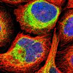 FKBP7 Polyclonal Antibody